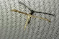Emmelina argoteles/monodactyla