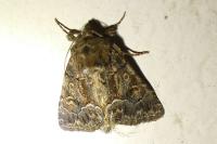 Thalpophila matura