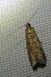 Ephestia elutella/woodiella