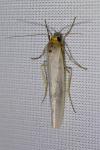 Eilema caniola