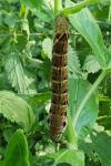 Deilephila elpenor
