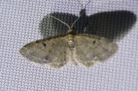 Eupithecia virgaureata