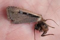 Ochropleura leucogaster