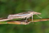 Agriphila tristella