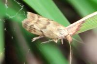 Homoeosoma sinuella
