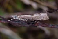 Agriphila geniculea