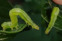 Chrysodeixis chalcites