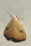 Rivula sericealis