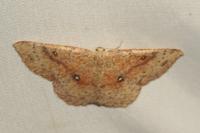 Cyclophora porata