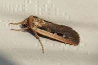 Ochropleura leucogaster