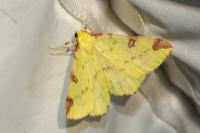 Opisthograptis luteolata