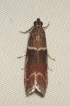 Cryptoblabes bistriga