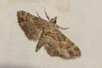 Gymnoscelis rufifasciata