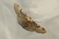 Idaea filicata