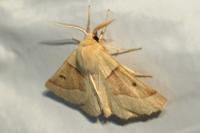 Crocallis elinguaria