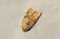 Acleris ferrugana/notana