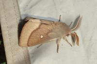 Lasiocampa trifolii