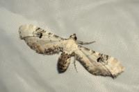 Eupithecia centaureata