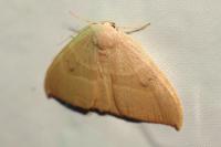 Watsonalla binaria/uncinula