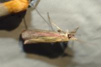 Oncocera semirubella