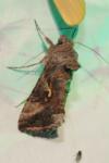Autographa gamma