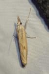 Agriphila inquinatella