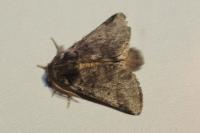 Thaumetopoea processionea