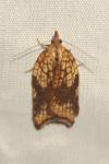 Acleris rhombana