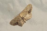 Idaea dimidiata