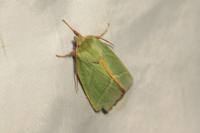 Pseudoips prasinanus