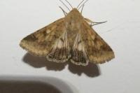 Helicoverpa armigera