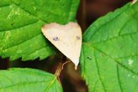 Rivula sericealis