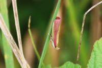 Oncocera semirubella
