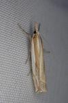 Crambus pascuella