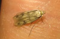Borkhausenia nefrax