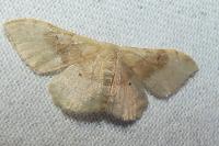 Idaea degeneraria