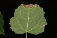 Caloptilia stigmatella