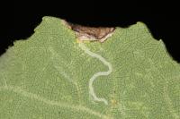 Caloptilia stigmatella