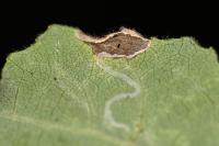 Caloptilia stigmatella
