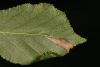 Parornix devoniella