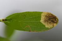 Fomoria septembrella