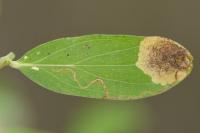 Fomoria septembrella