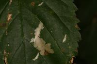 Coptotriche marginea