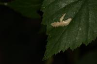 Coptotriche marginea