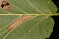 Phyllonorycter nicellii