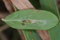 Euspilapteryx auroguttella