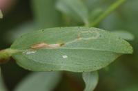 Euspilapteryx auroguttella