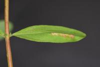 Euspilapteryx auroguttella