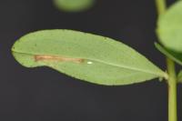 Euspilapteryx auroguttella