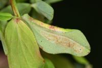 Euspilapteryx auroguttella